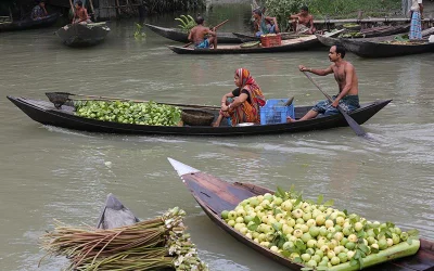 Floating market of guavas  Syed Zakir Hossain/Dhaka Tribune