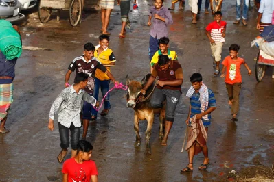 A sacrificial animal being taken away from the Gabtoli cattle market after purchase ahead of Eid-ul-Azha, August 20, 2018 Mehedi Hasan