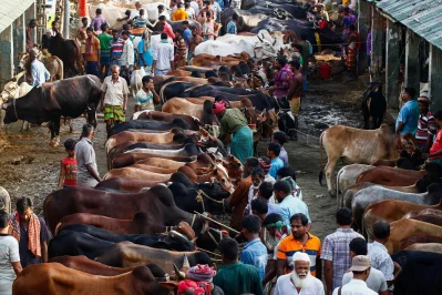 Traders wait with their cows at the Gabtoli cattle market ahead of Eid-ul-Azha, August 20, 2018 Mehedi Hasan
