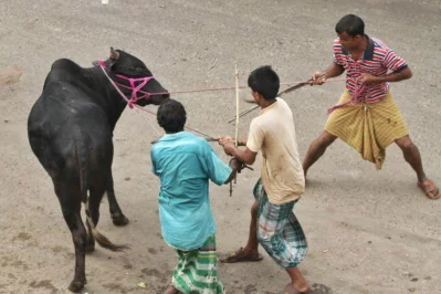 Cattle traders struggling to control the sacrificial animal  Rajib Dhar/Dhaka Tribune