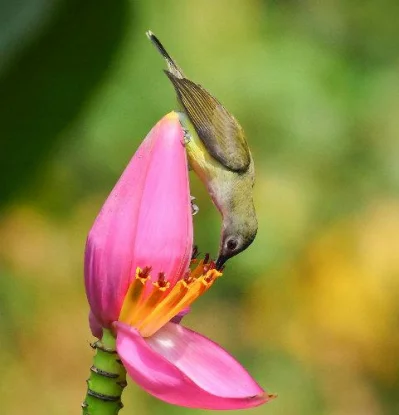A Quest for the Great Hornbill