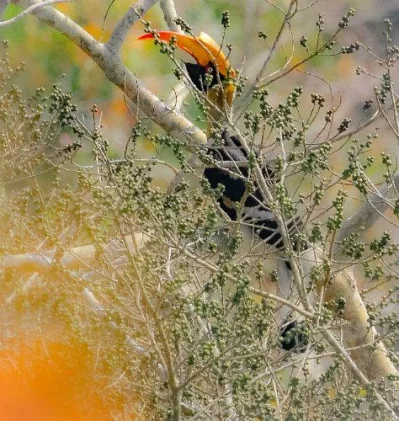 A Quest for the Great Hornbill