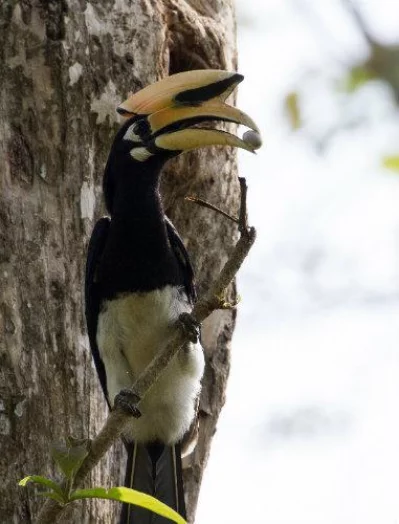 A Quest for the Great Hornbill