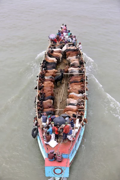 A vessel carrying sacrificial cows coming into the capital, August 20, 2018 Syed Zakir Hossain