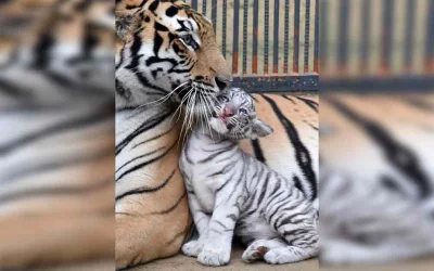 The mother and child are enjoying a cuddle | AFP