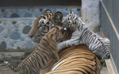 Royal Bengal Tigers Raj and Pori had given birth to three cubs at the Chittagong Zoo, two of them survived. Bangladeshs first-ever white tiger cub is one of them | Collected