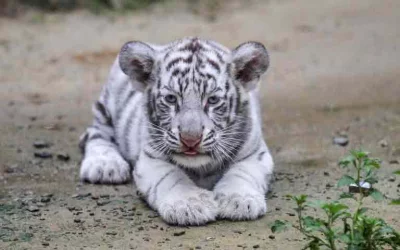 Simply being white does not make an animal an albino. The true test is whether it has pink or light blue eyes; the cub born at the zoo is a pure albino | AFP