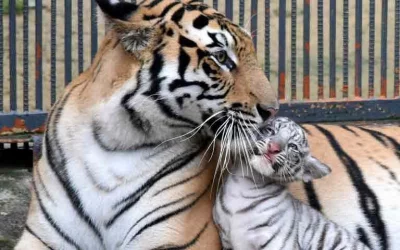 The white albino Bengal tiger cub with its mother in Chittagong Zoo | AFP