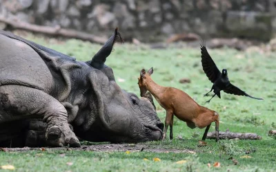 Driven to the brink of extinction, this rhino has little to no reason to be perturbed by this curious deer, while a crow takes flight | AFP