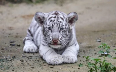 White tigers are a rarity among the marvelous panthera tigris tigris. Their white fur is caused by a lack of pigmentation, hence the albino disposition. Pictured, the first white tiger cub born in a zoo in Bangladesh in September 2018 | AFP