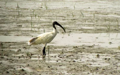 Black-headed Ibis