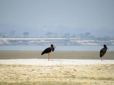 Black stork