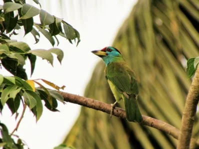 Blue-eared Barbet
