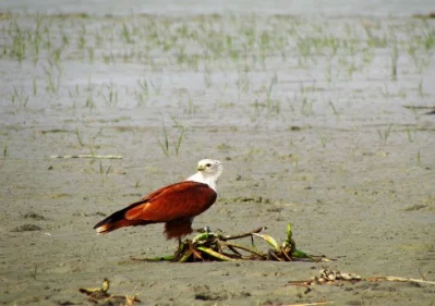 Brahminy Kite