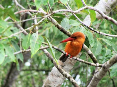 Brown-winged Kingfisher