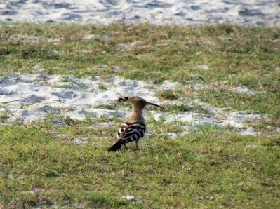 Eurasian Hoopoe
