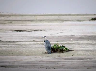 Grey Heron