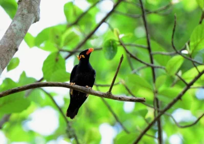 Hill Myna