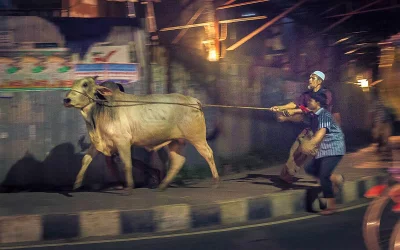 Cows are scarcely considered more than cattle during Eid season. In this photo, an unruly cow tries to break free while being taken from the a market during Eid-ul-Azha | Latif Hossain