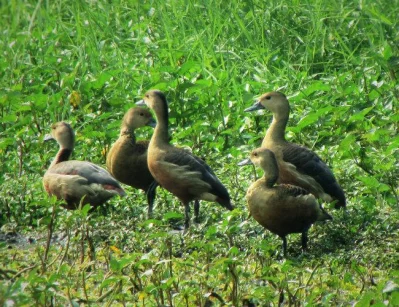 Lesser-whistling Duck