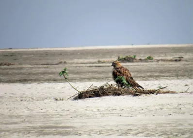 Long-legged Buzzard