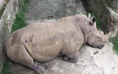 A melancholic rhino bereft of its mate finds solace at the bottom of a bottle of energy drink. Jokes aside, littering at zoos is not only a terrible sight, but also a hazard to the animals. The authoritys negligence to clean up afterwards also speaks volumes about the care received by animals | Mahmud Hossain Opu