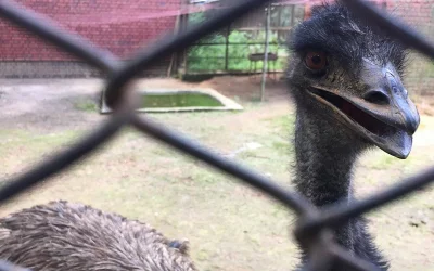 Squawk! | Mahmud Hossain Opu