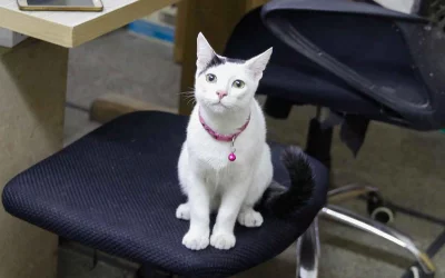 Doc, when do I get my vaccine?nA cat waits patiently at a free vet clinic by PAW Foundation on World Animal Day 2018 | Mahmud Hossain Opu