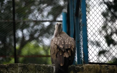 A proud young falcon that was meant to soar among the clouds remains cloistered in a cage at the Bangladesh National Zoo in Dhaka | Mahmud Hossain Opu