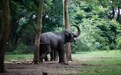 This elephant is but among several other of its kind who remain chained up even when they are confined within a pen in the Bangladesh National Zoo in Dhaka | Mahmud Hossain Opu