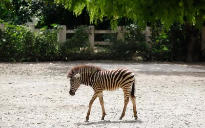 Exotic animals like this lustrous zebra often suffer from malnutrition and negligence and eventually meet an untimely death | Mahmud Hossain Opu