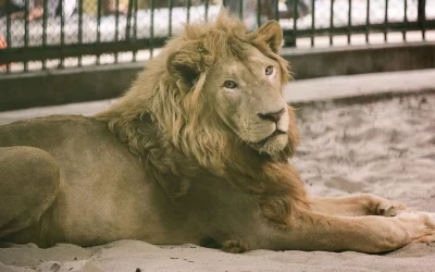 The oft-proclaimed king of the jungle is rendered virtually a shadow of its wild counterpart as it spends its years in confinement. With little to no exercise that allows the lion to exert its powerful muscles, it has degenerated and lost the brilliance and power it once exuded | Mahmud Hossain Opu