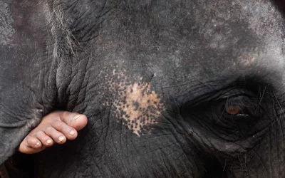 Elephants in urban areas often used to extort money from people. This close-up of an elephant illustrates how its forced to live a life of servitude, fear, hunger and solitude | Mehedi Hasan