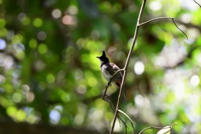 Red-whiskered Bulbul