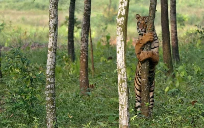 The Sundarbans, the largest mangrove forest in the world and also home to the Royal Bengal Tigers, is threatened by encroaching industrialization and ecological disasters caused by industrial accidents | Syed Zakir Hossain