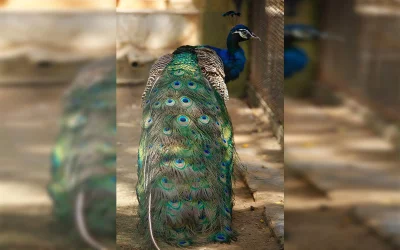 Just peacocking | Mahmud Hossain Opu
