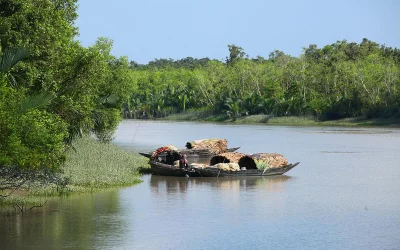 Sundarban Syed Zakir Hossain/Dhaka Tribune 