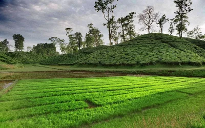 Green tea garden of Sylhet Syed Zakir Hossain/Dhaka Tribune