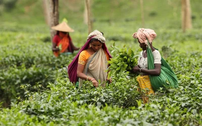 Sylhet attracts tourists for its green tea gardens Syed Zakir Hossain/Dhaka Tribune