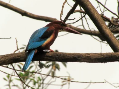 White-breasted Kingfisher
