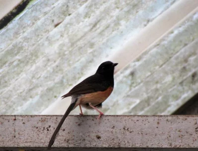 White-rumped Shama