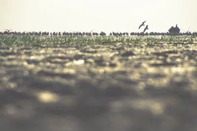 Land of silence