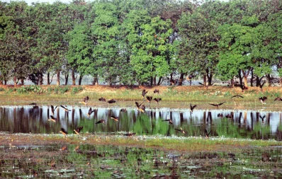 Moulvibazaru2019s Hakaluki Haor and Baikka Beelnare hosting an abundance of migratory birdsnthat are flocking to the area seeking warmthnand food during the colder months. Thenstriking scenery has turned the area into anpopular tourist destinationnSaiful Islam/Dhaka Tribune