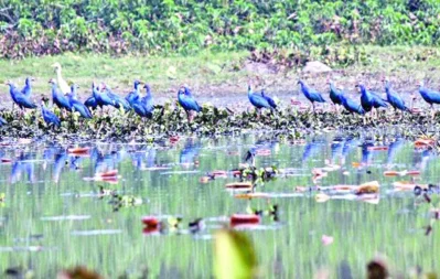 Moulvibazaru2019s Hakaluki Haor and Baikka Beelnare hosting an abundance of migratory birdsnthat are flocking to the area seeking warmthnand food during the colder months. Thenstriking scenery has turned the area into anpopular tourist destinationnSaiful Islam/Dhaka Tribune