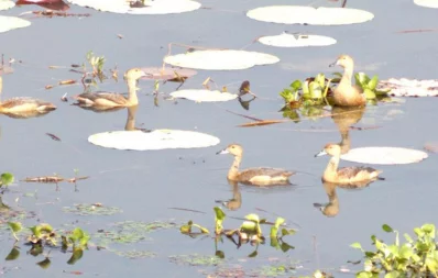 Moulvibazaru2019s Hakaluki Haor and Baikka Beelnare hosting an abundance of migratory birdsnthat are flocking to the area seeking warmthnand food during the colder months. Thenstriking scenery has turned the area into anpopular tourist destinationnSaiful Islam/Dhaka Tribune