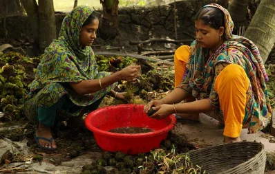 Floating farms in the coastal districts of Barisal, Goplaganj, and Pirojpur have been recognized as Globally important agricultural heritage Systems by the UN Food and Agriculture Organization (FAO). Frequently afflicted by floods and with inadequate access to crop land, farmers in the wetlands of southern Bangladesh created the floating farms by using beds of water hyacinth, algae, or other plant residue. The traditional technique is very similar to the practice of hydroponic agriculture Syed Zakir Hossain/Dhaka Tribune