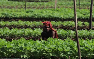 Floating farms in the coastal districts of Barisal, Goplaganj, and Pirojpur have been recognized as Globally important agricultural heritage Systems by the UN Food and Agriculture Organization (FAO). Frequently afflicted by floods and with inadequate access to crop land, farmers in the wetlands of southern Bangladesh created the floating farms by using beds of water hyacinth, algae, or other plant residue. The traditional technique is very similar to the practice of hydroponic agriculture Syed Zakir Hossain/Dhaka Tribune