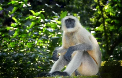 Photo: Avijit