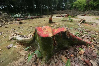 Photo: Mahmud Hossain Opu/Dhaka Tribune