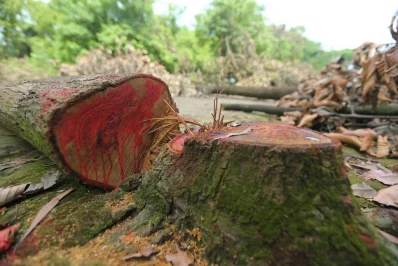 Photo: Mahmud Hossain Opu/Dhaka Tribune